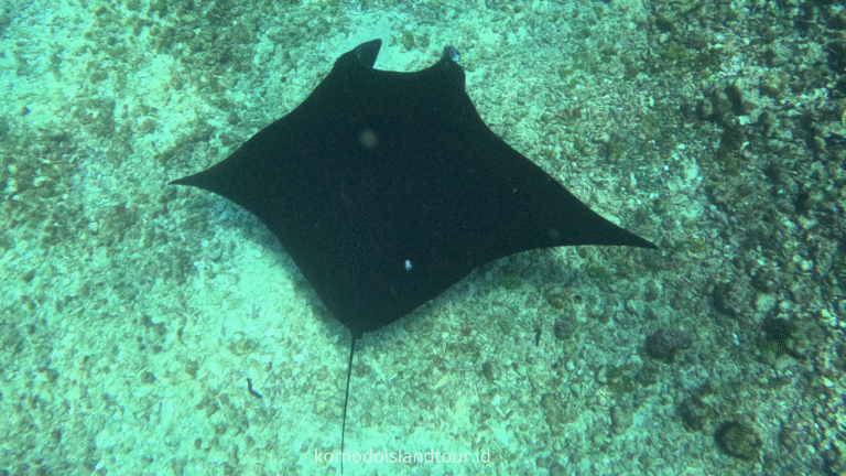 komodo island, komodo tour, komodo dragon, one day tour by speedboat, labuan bajo, manta point, manta rays