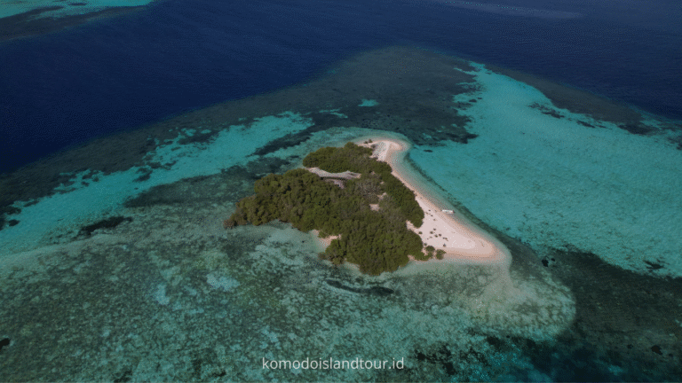 komodo island, komodo tour, komodo dragon, one day tour by speedboat, labuan bajo, labuan bajo trip, taka makassar