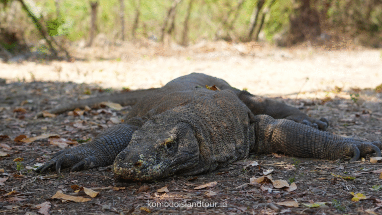 komodo dragon, komodo trip, one day tour, komodo island, one day tour by speedboat, labuan bajo