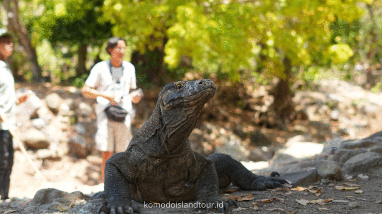 komodo island, komodo tour, komodo dragon, one day tour by speedboat, labuan bajo