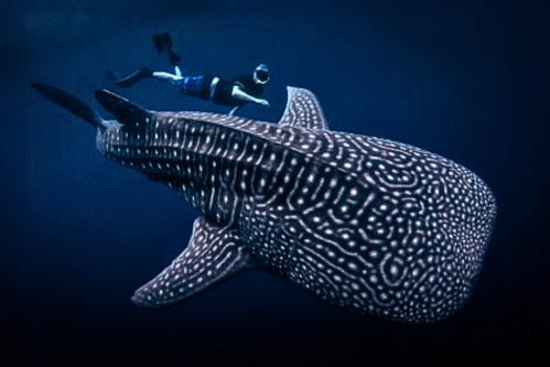 komodo island tour from lombok