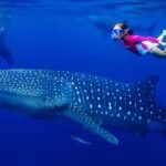 Whale Sharks Saleh Bay, whale shark at saleh bay sumbawa, labuan bajo, rinca island, komodo national park, taman nasional komodo, komodo trip, open trip komodo, boat trip komodo, komodo trip from lombok, komodo trip from labuan bajo, komodo dragons, open trip labuan bajo, labuan bajo trip