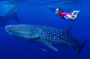 Whale Sharks Saleh Bay, whale shark at saleh bay sumbawa, labuan bajo, rinca island, komodo national park, taman nasional komodo, komodo trip, open trip komodo, boat trip komodo, komodo trip from lombok, komodo trip from labuan bajo, komodo dragons, open trip labuan bajo, labuan bajo trip