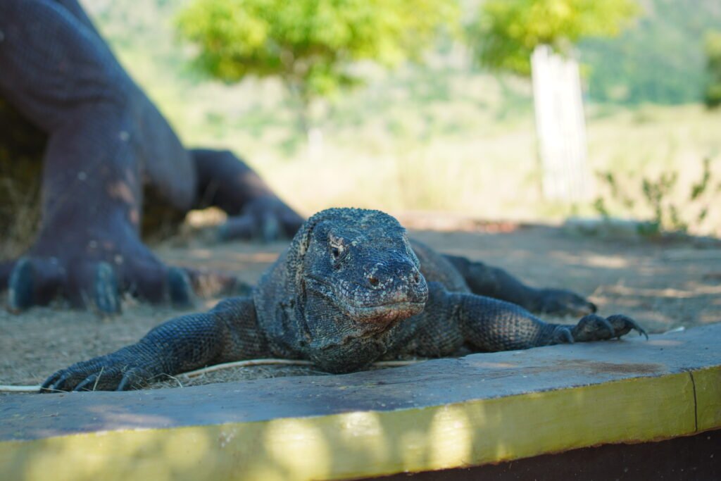 The Secret to Picking the Perfect Komodo Boat Tour 3 Days 2 Nights