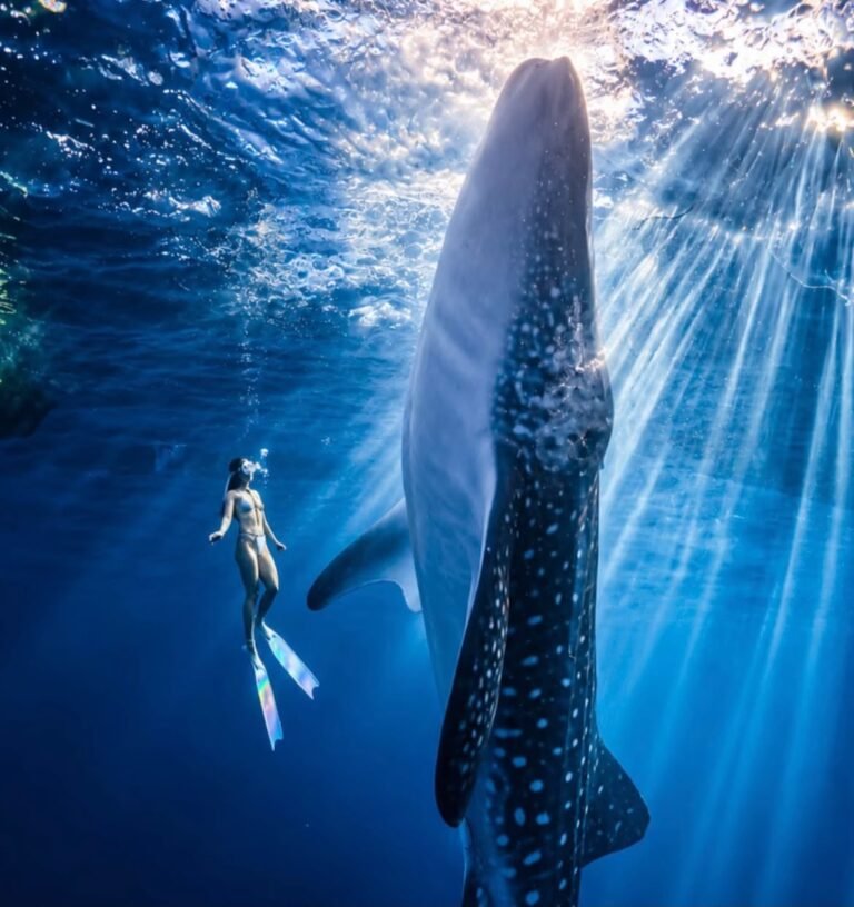 whale shark habitat saleh bay, Whale Shark Habitat: 5 Stunning Reasons to Visit Indonesia