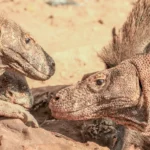 Komodo Dragon, Komodo Trip From Lombok