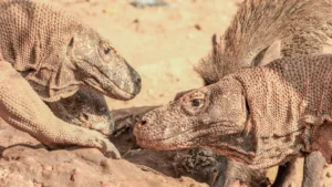 Komodo Dragon, Komodo Trip From Lombok