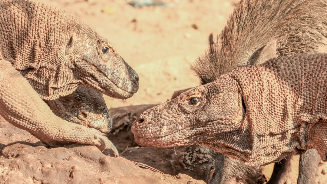 Komodo Dragon, Komodo Trip From Lombok