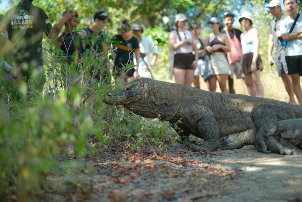 Where Do Komodo Dragons Come From