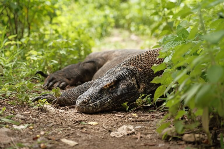 Where Do Komodo Dragons Come From