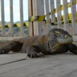 Flores Earthquake, Komodo National Park, Komodo Dragon, Labuan Bajo