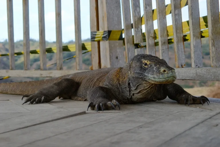 Flores Earthquake, Komodo National Park, Komodo Dragon, Labuan Bajo