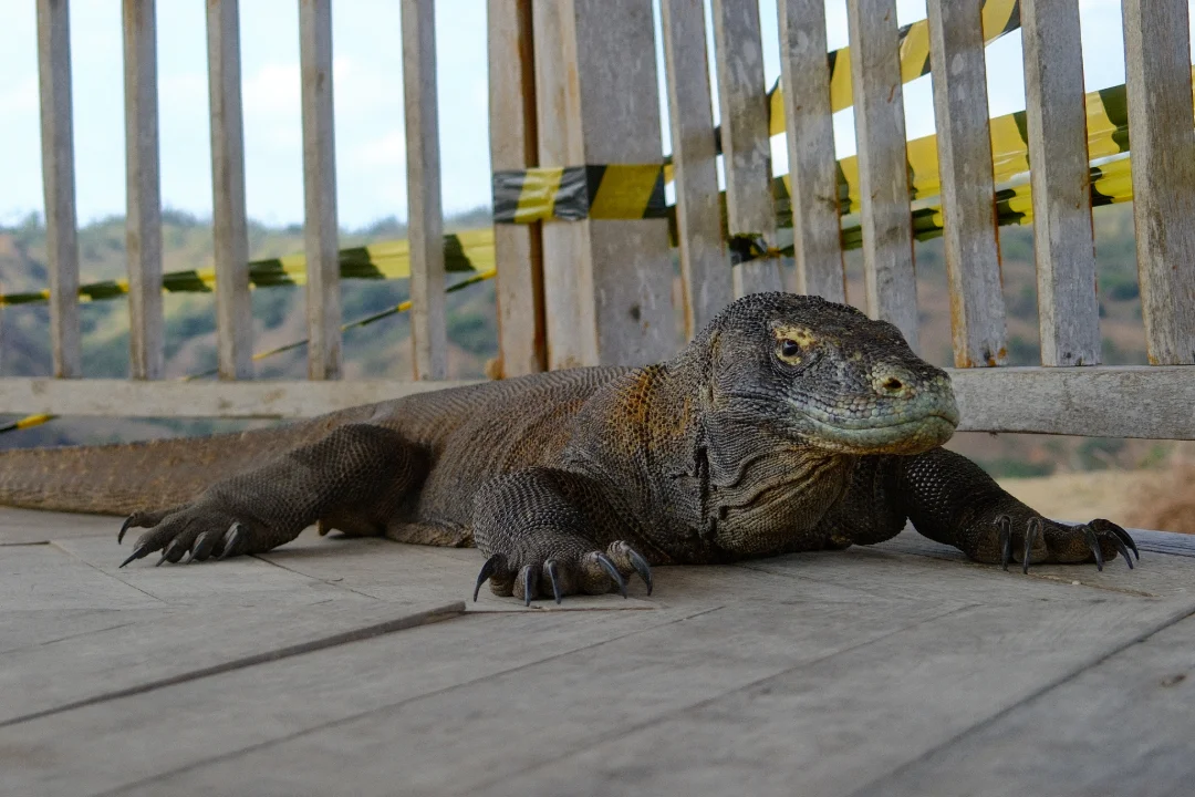Flores Earthquake, Komodo National Park, Komodo Dragon, Labuan Bajo