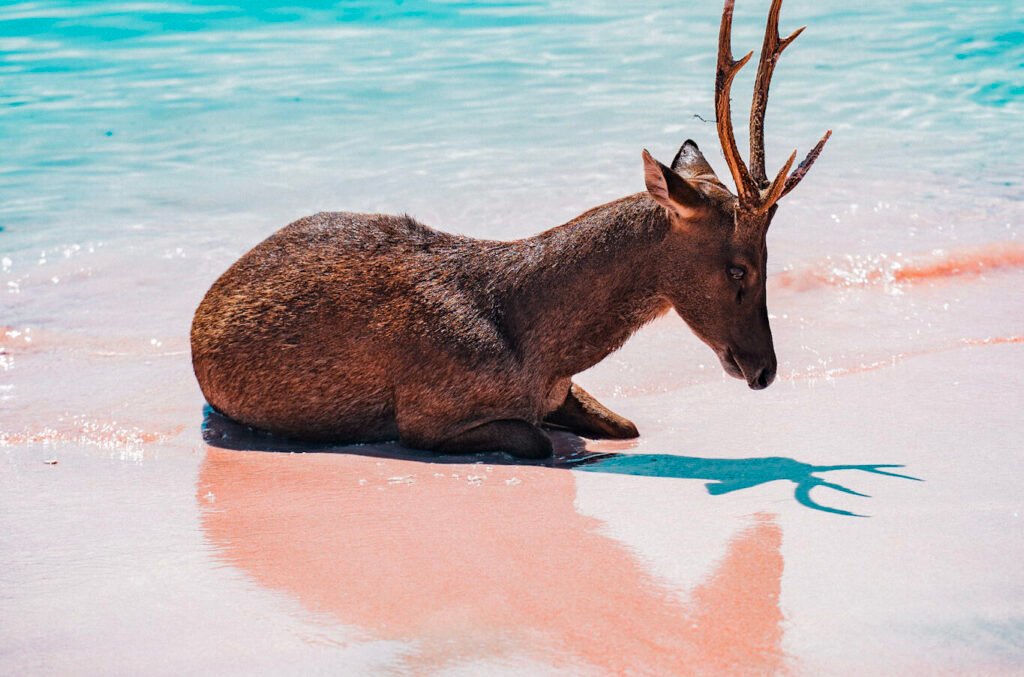 pink beach komodo national park, pink sand beach indonesia, why is pink beach pink, pink beach snorkeling and diving, padar island to pink beach, best pink beaches in the world, pantai merah komodo island, pink beach travel guide, komodo island hopping itinerary, coral reefs pink beach komodo