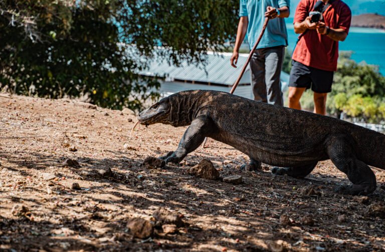 komodo national park tourism statistics, komodo island visitor numbers 2026, indonesia tourism growth komodo, komodo national park visitor data, komodo national park landscapes, padar island panoramic views, best island paradise in indonesia, komodo island turquoise bays and beaches, marine biodiversity komodo national park, komodo dragons in the wild, see komodo dragon habitat, island hopping komodo national park, snorkeling and diving komodo islands, trekking padar island hills, sustainable tourism komodo national park, protecting wildlife komodo island, eco tourism east nusa tenggara
