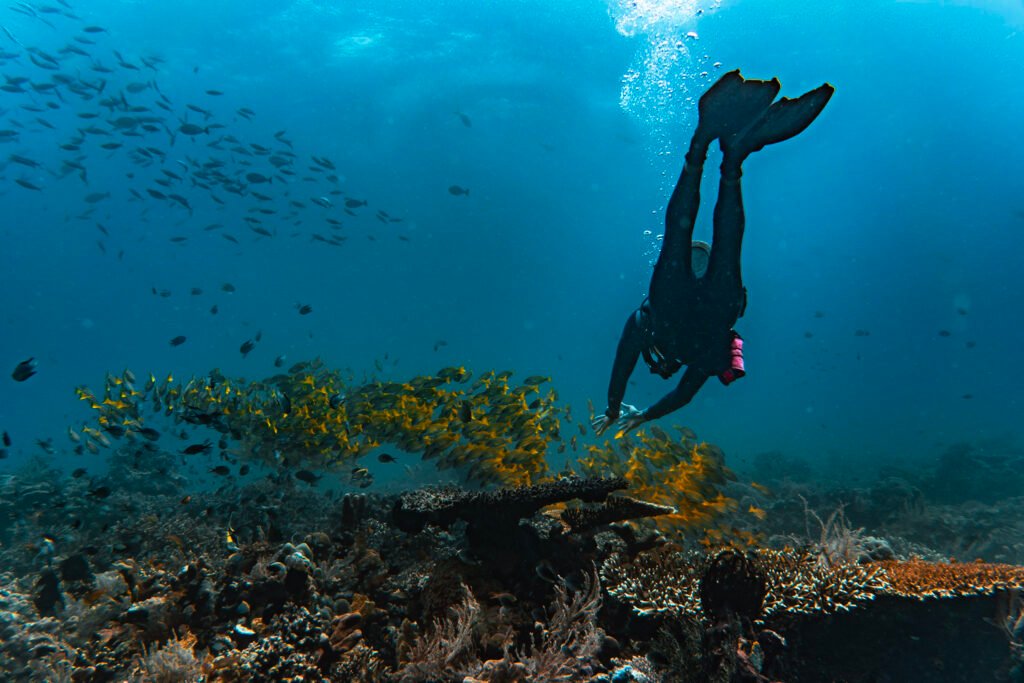 snorkeling and diving komodo national park, best dive sites in komodo, manta point diving komodo, batu bolong dive site, scuba diving komodo island, marine biodiversity komodo underwater, swim with manta rays komodo, komodo liveaboard diving, pink beach snorkeling and diving, turtle spot siaba besar komodo